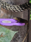 2 Slot Gecko Feeding Ledge