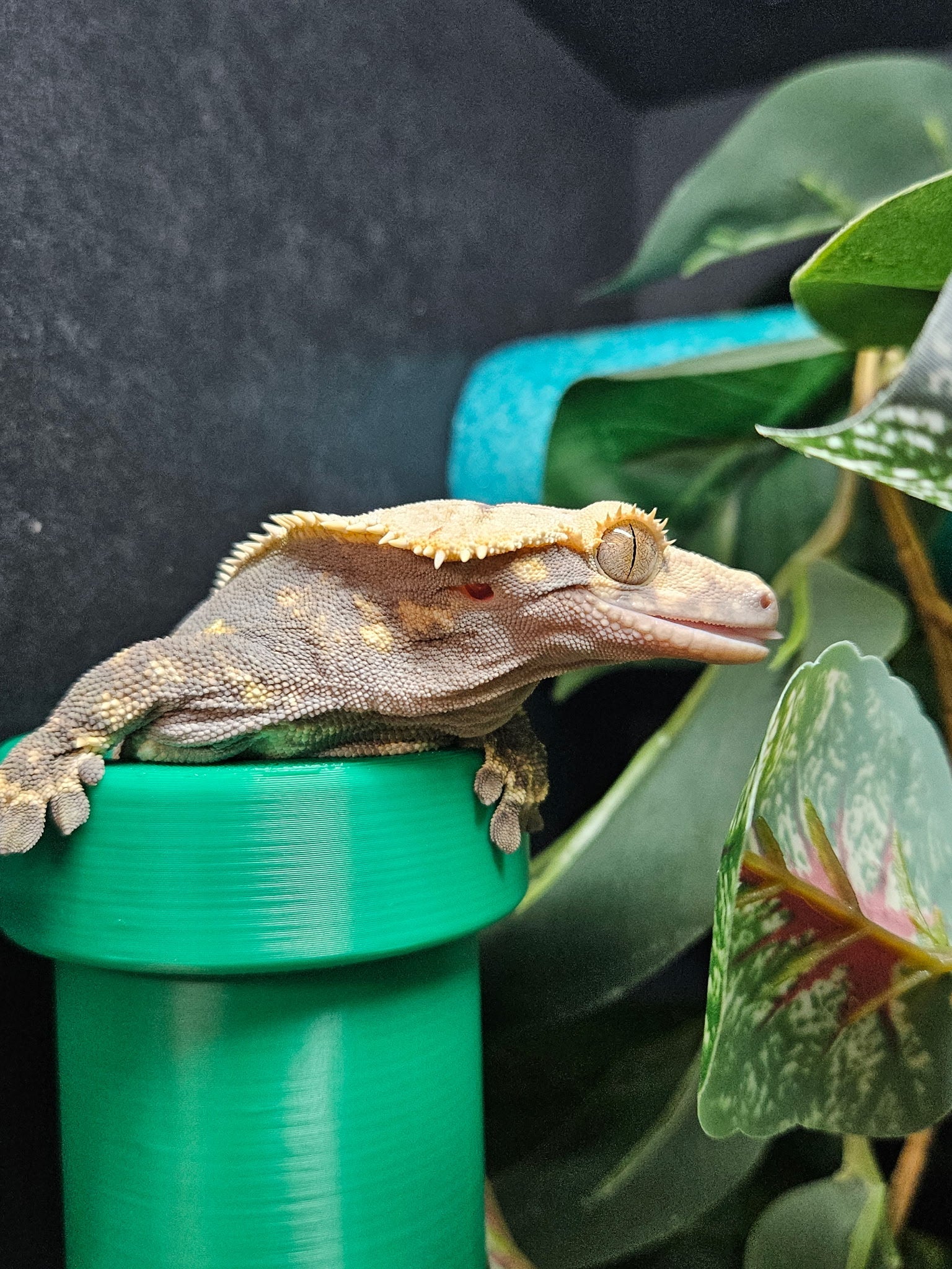 Gecko Tube Hide