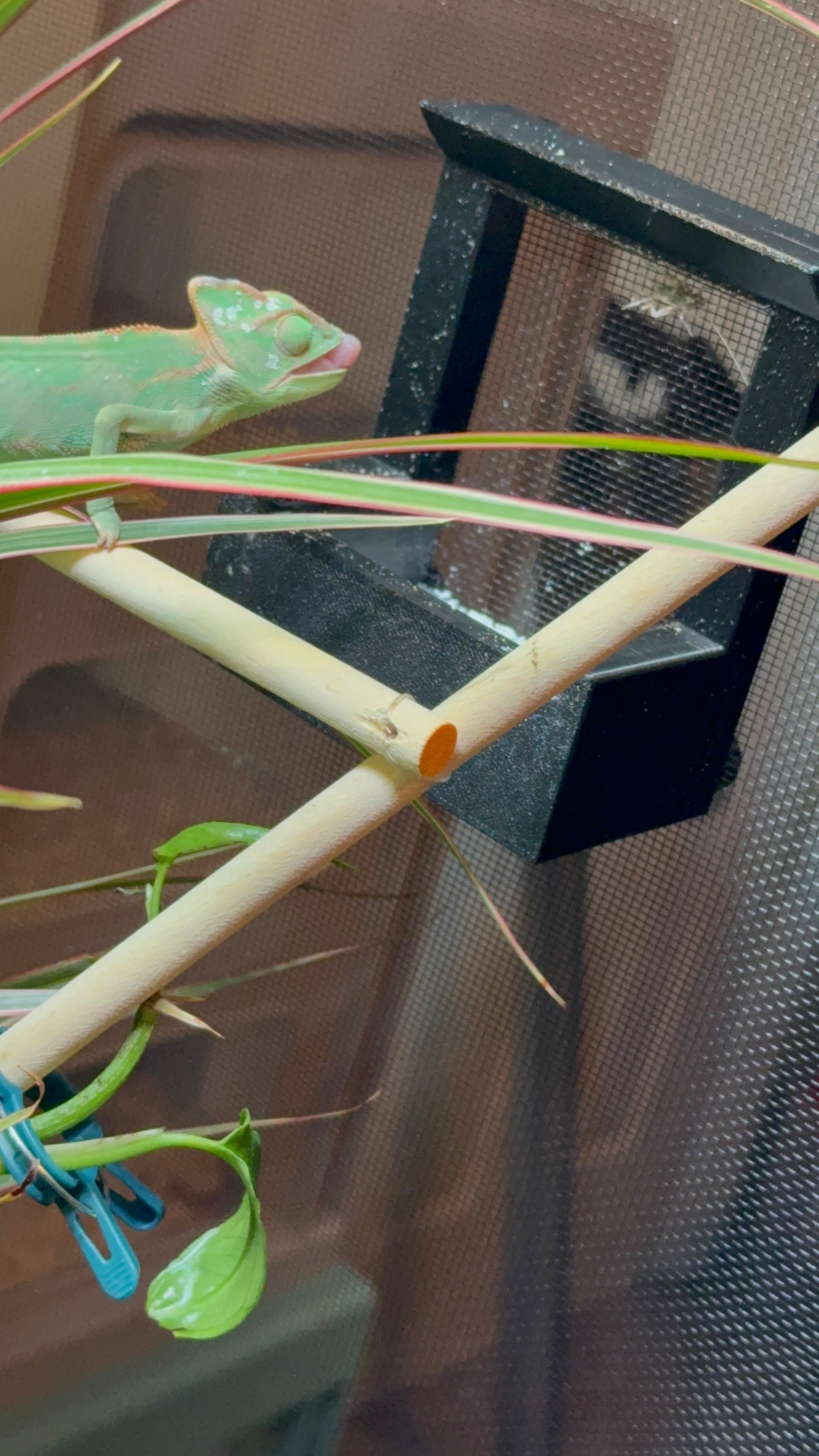 Chameleon Feeder